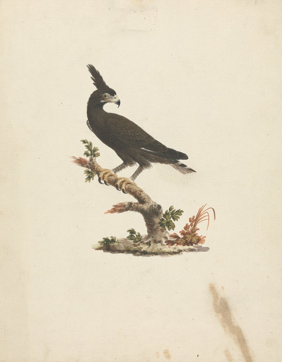 Lophaetus occipitalis (Aigle à longue crête) - James Bruce