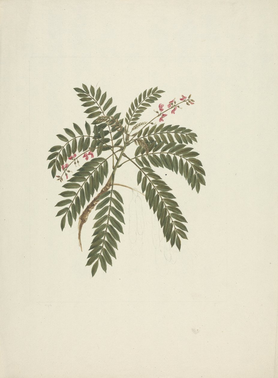 Millettia ferruginea (Hochst) Baker : dessin fini - James Bruce