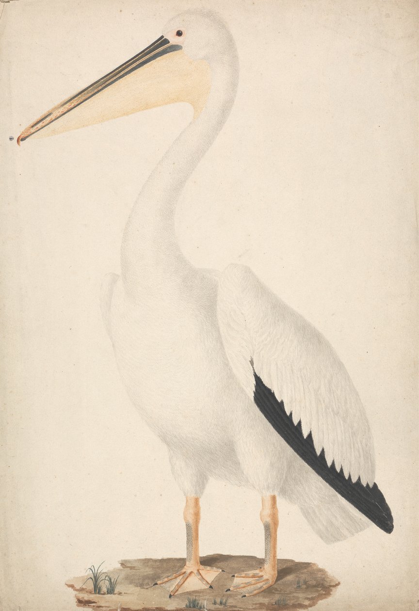Pelecanus onocrotalus (Grand Pélican Blanc) - James Bruce