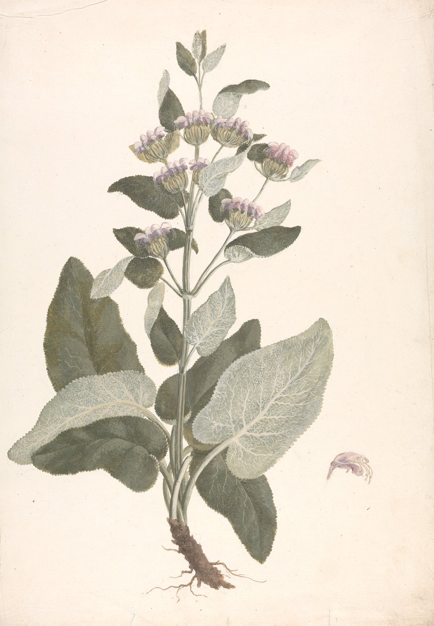 Phlomis herba-venti L. : dessin fini - James Bruce