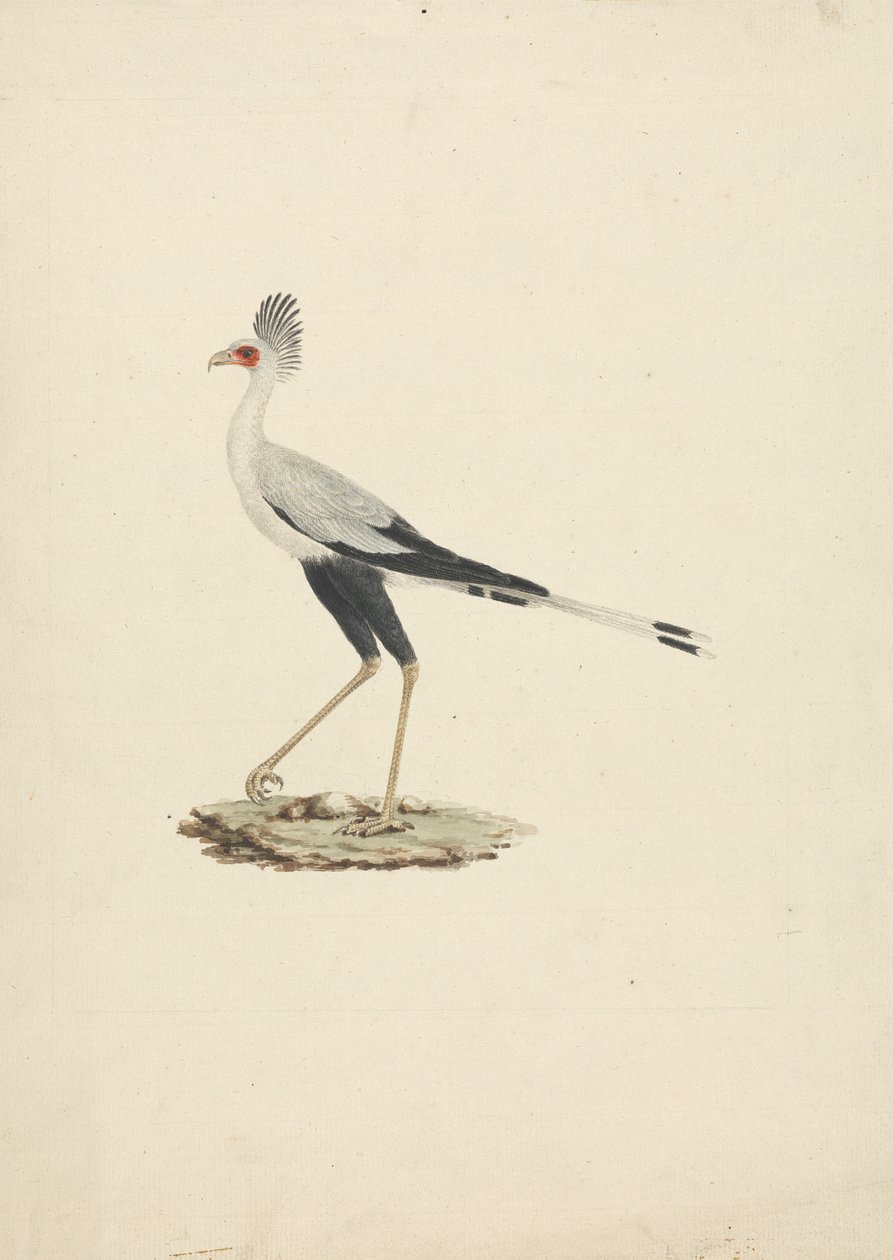 Sagittarius serpentarius (Oiseau secrétaire) - James Bruce