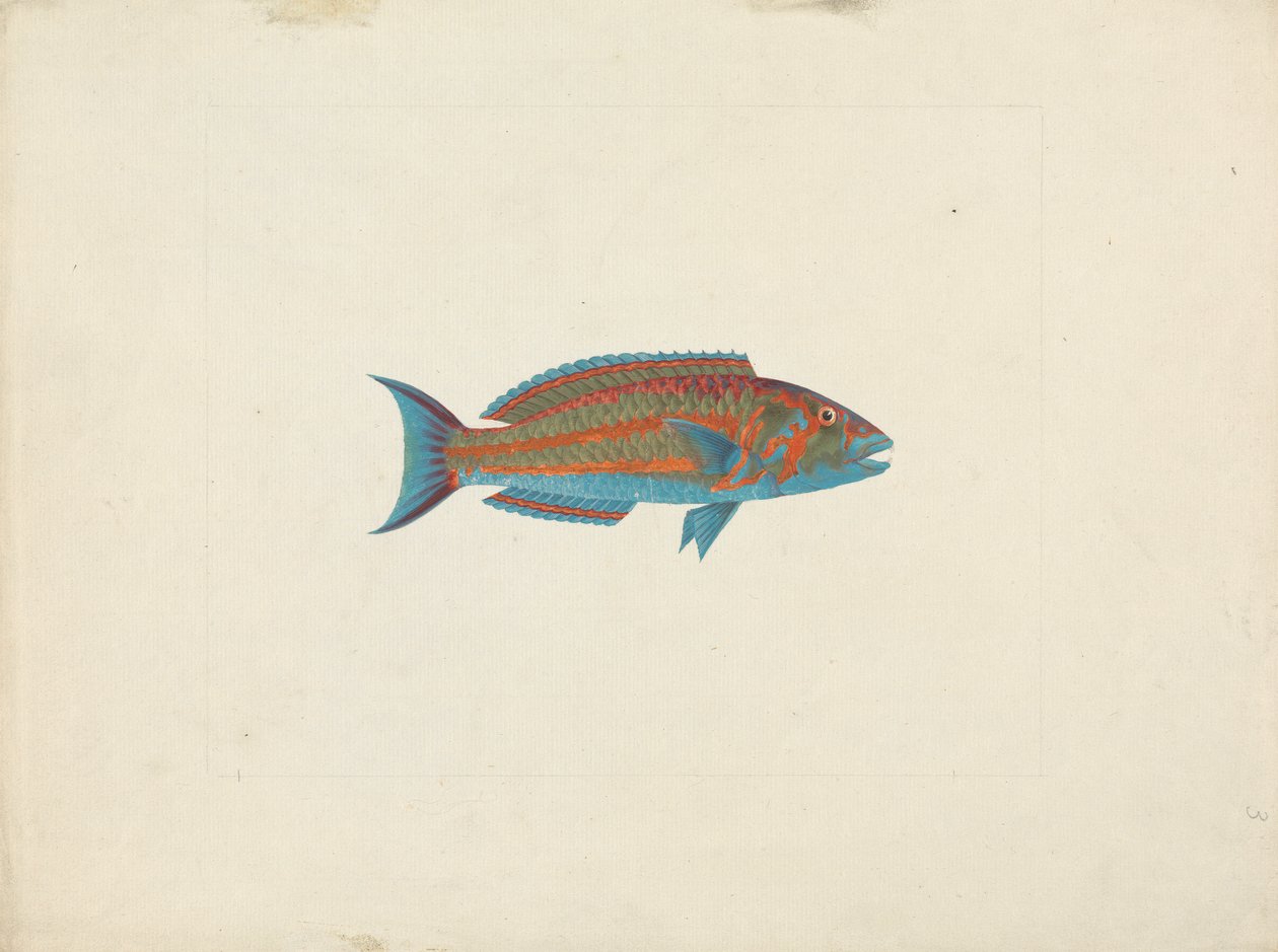 Poisson non identifié - James Bruce
