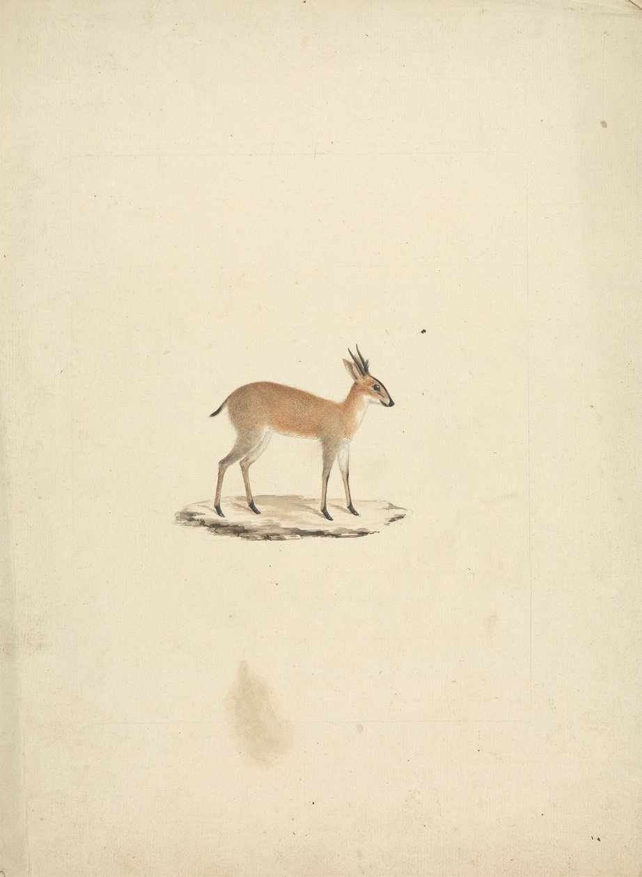 Madogua non identifié (Dik-dik) - James Bruce