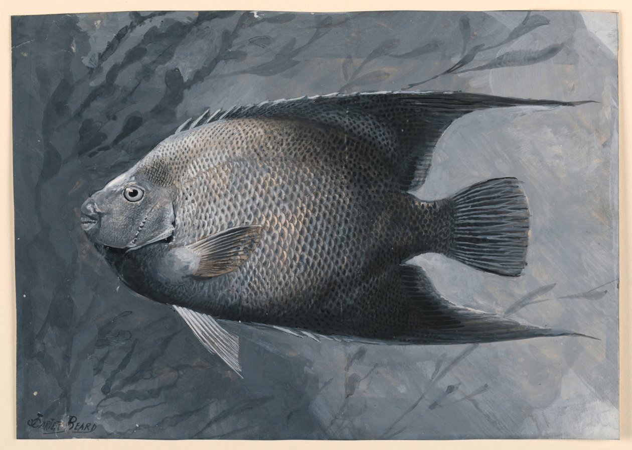 Poisson-ange - James Carter Beard