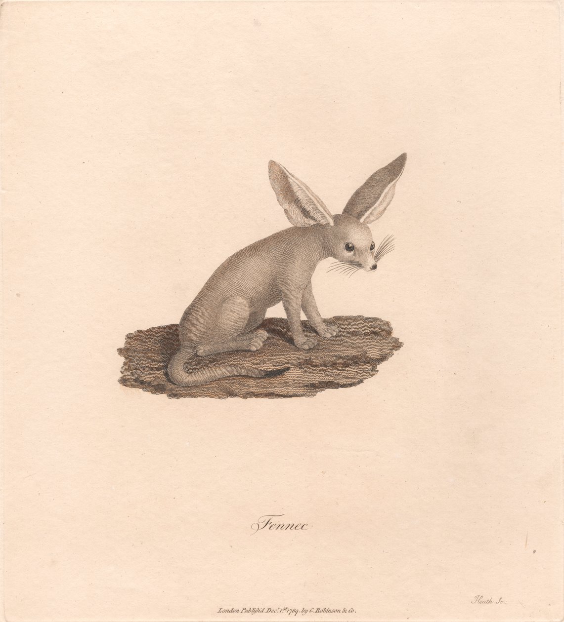Fennec - James Heath