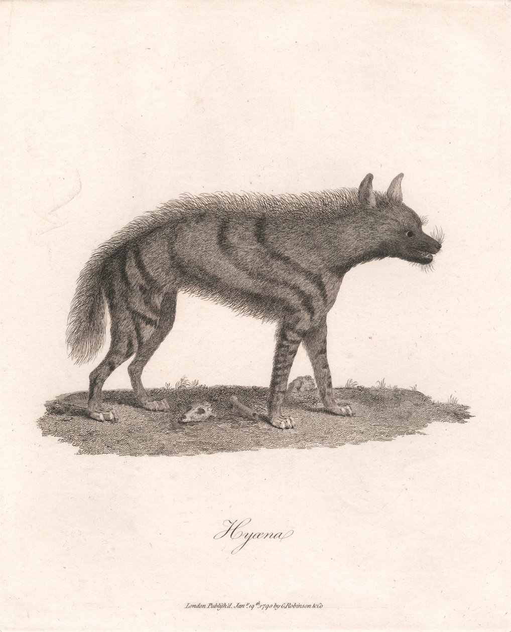 Hyène - James Heath