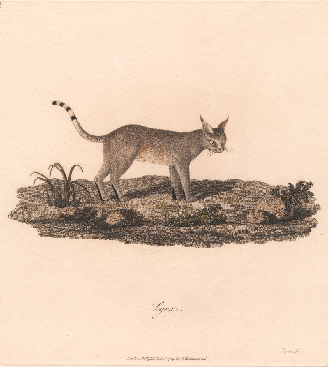 Lynx - James Heath