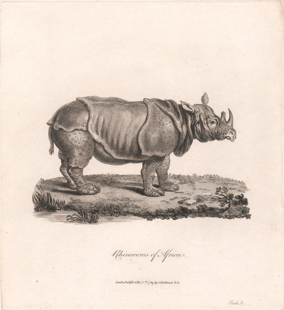 Rhinocéros d