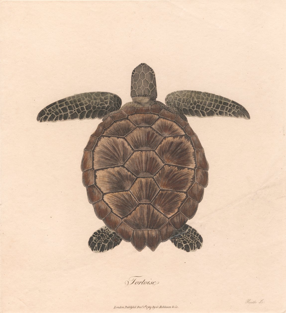Tortue - James Heath