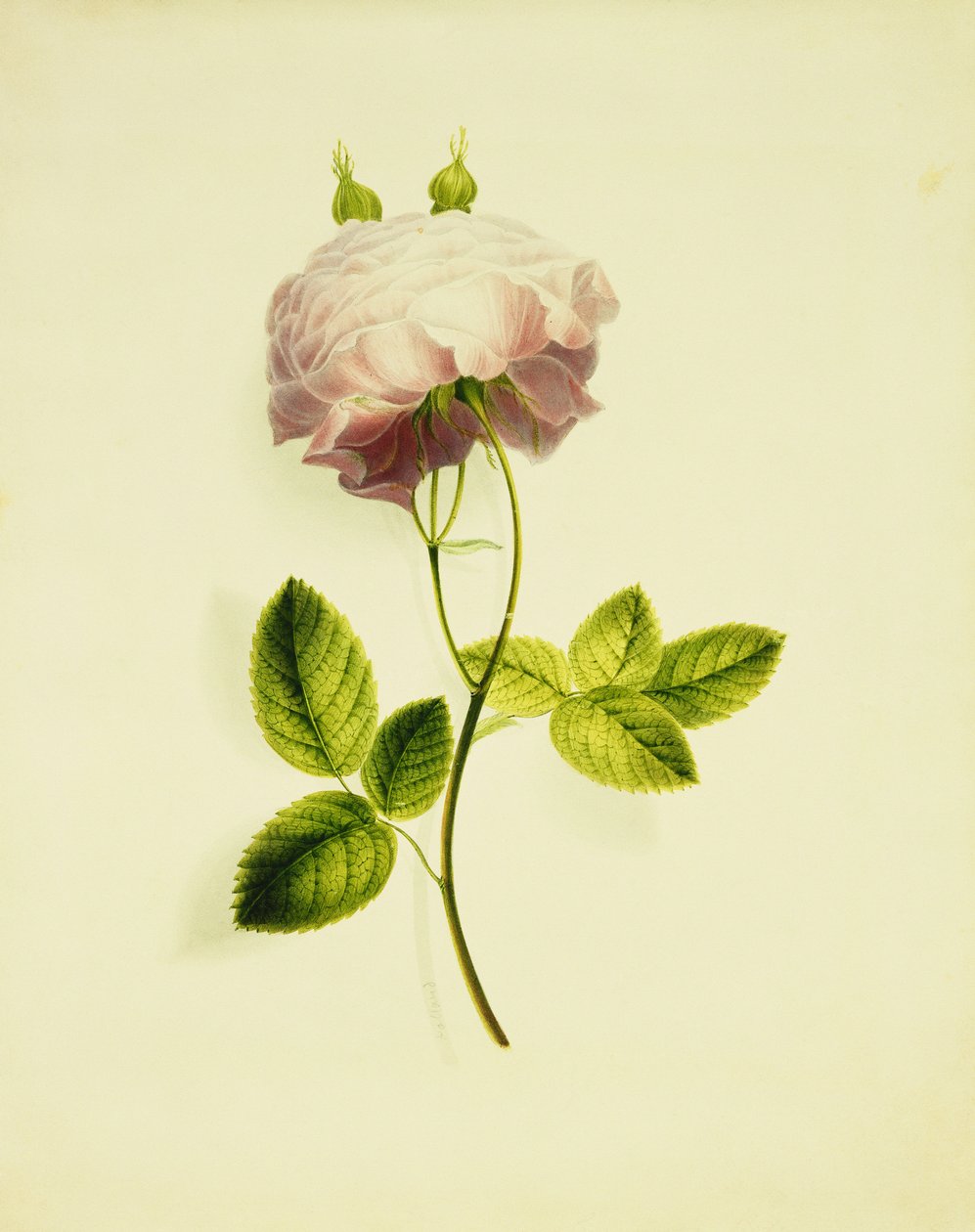 Une Rose Rose - James Holland