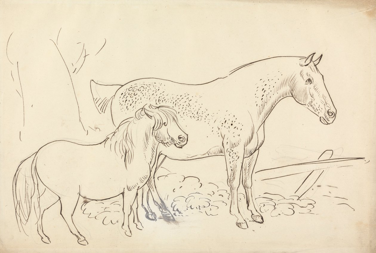 Cheval et poney - James Howe