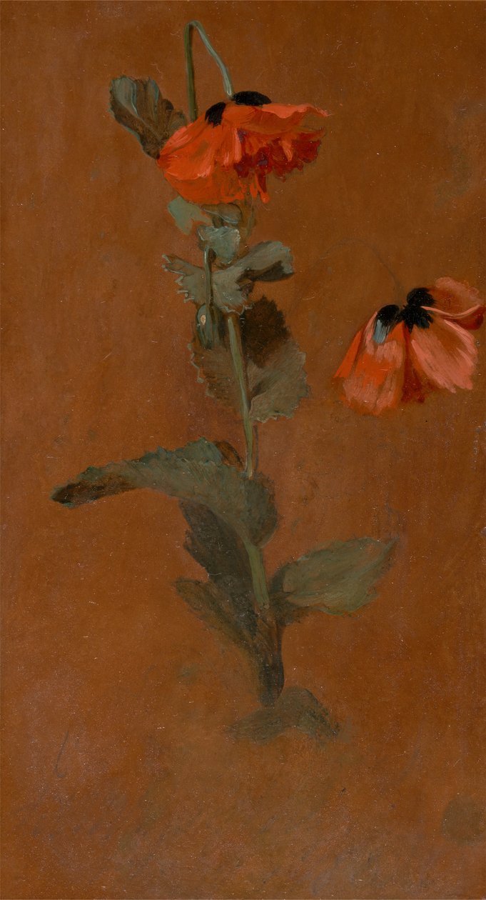 Étude de coquelicots, 1832 - James Inskipp