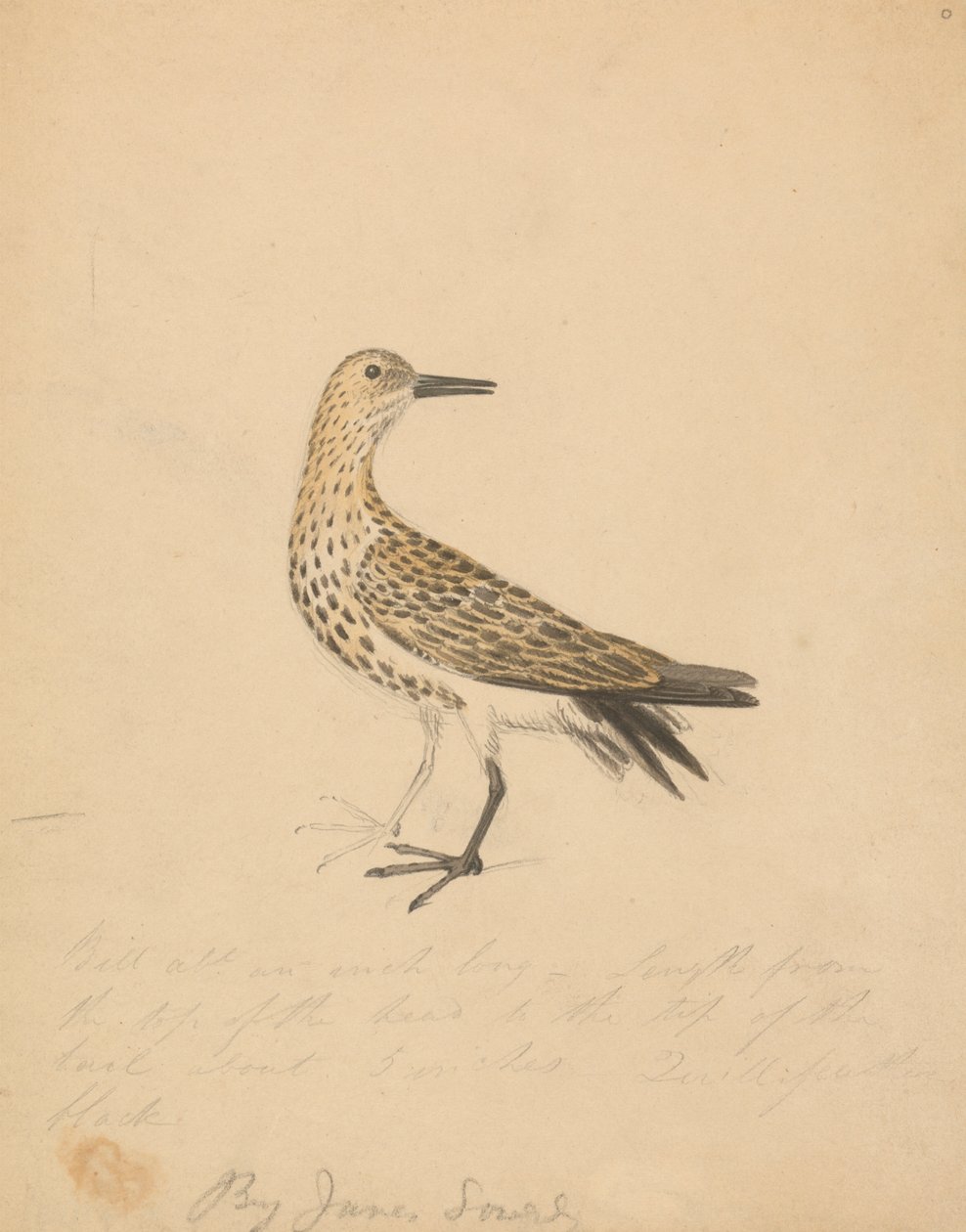 Un oiseau - James Sowerby