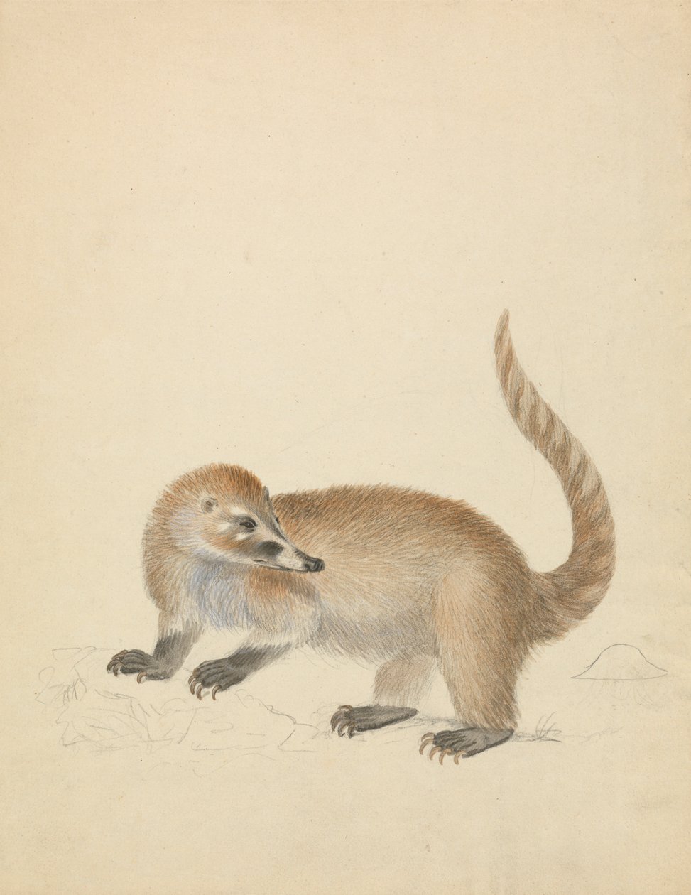 Un Coatimundi - James Sowerby