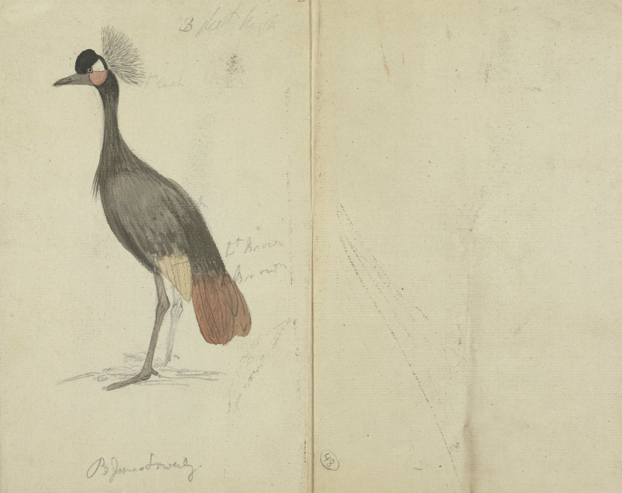 Une grue - James Sowerby
