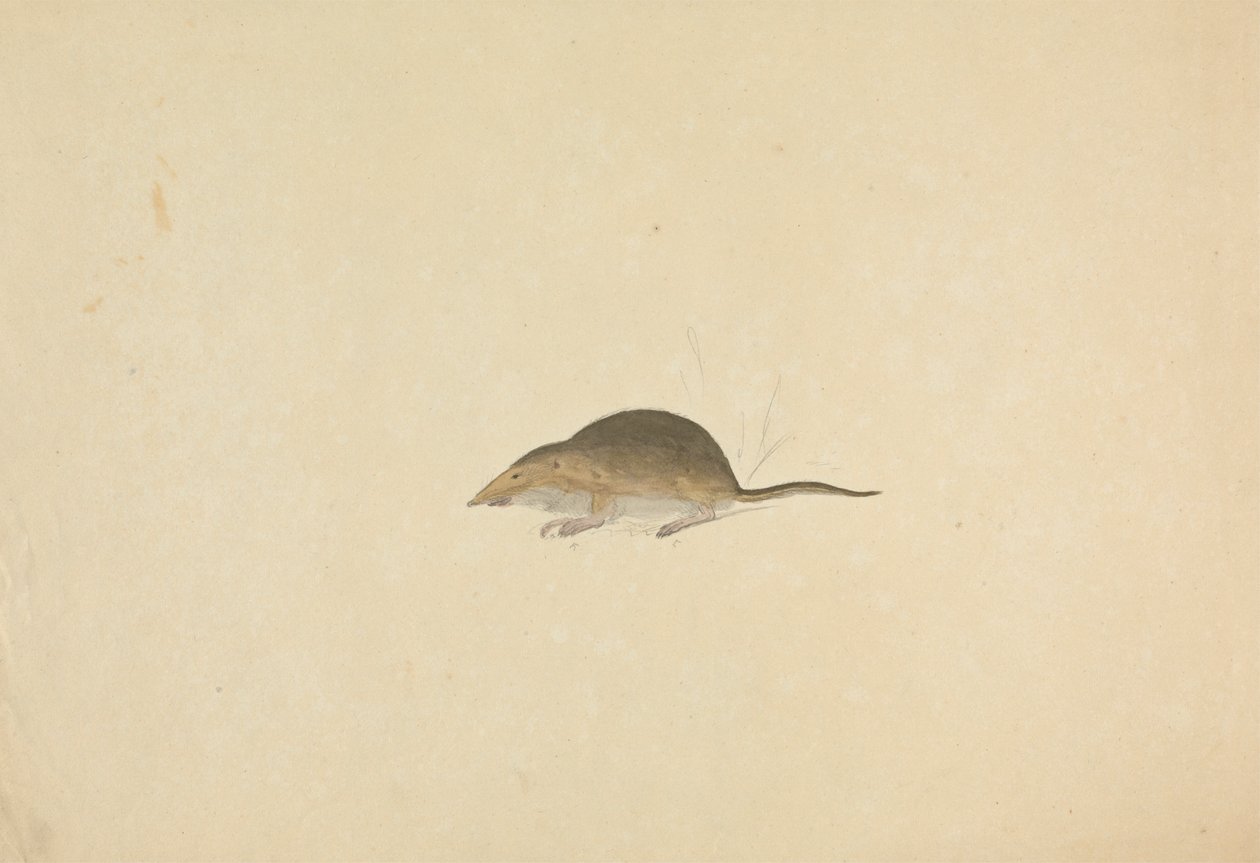 Une musaraigne - James Sowerby