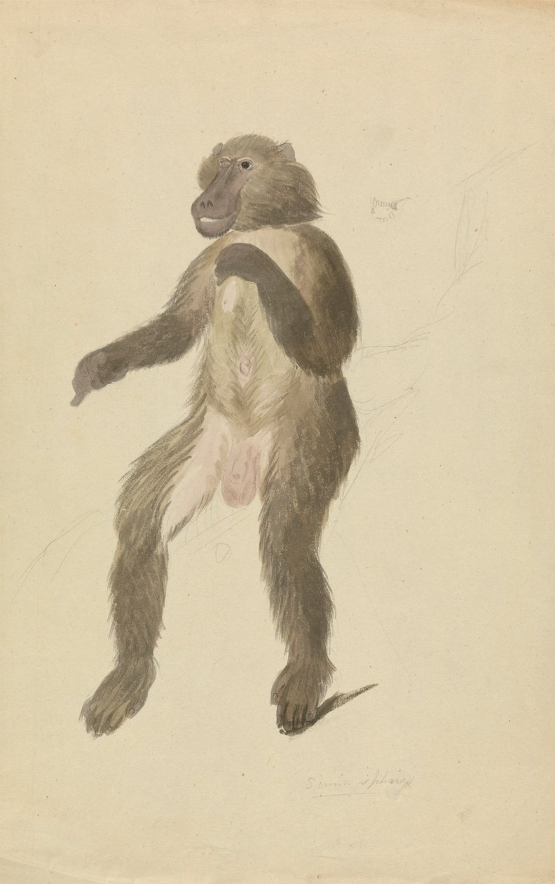 Un mandrill - James Sowerby