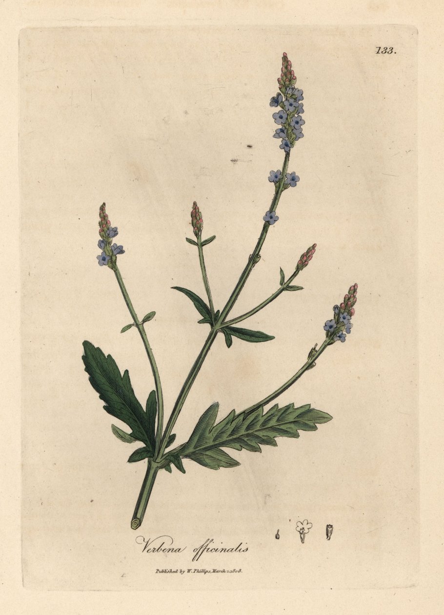 Verveine à fleurs bleues, Verbena officinalis - James Sowerby