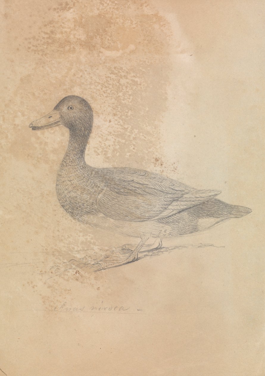 Canard Ferrugineux - James Sowerby