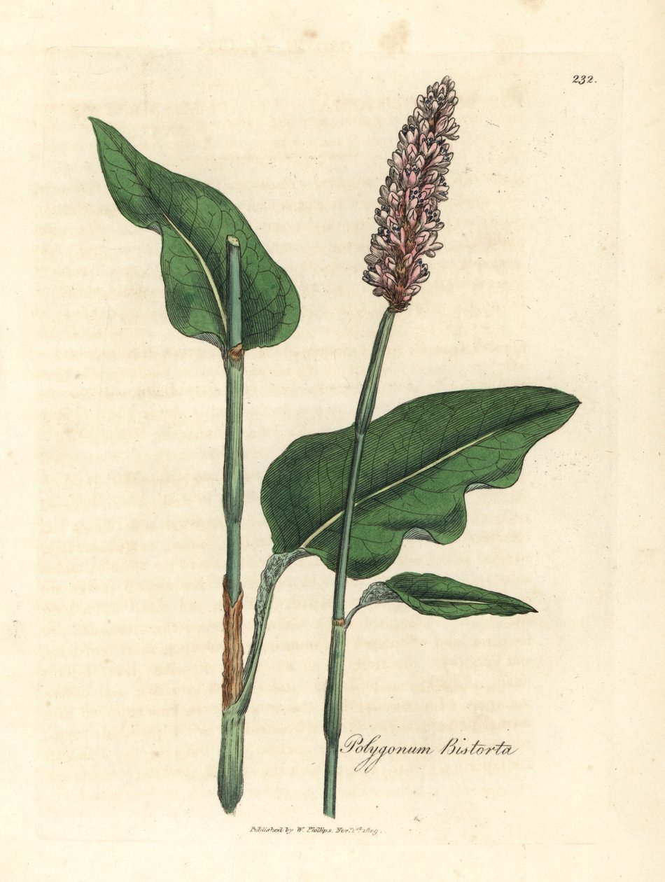 Bistorte, Polygonum bistorta - James Sowerby