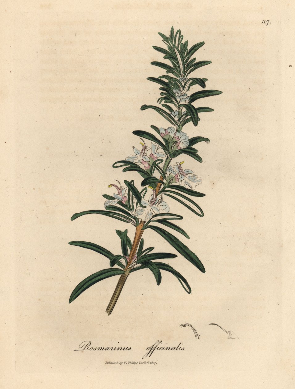 Romarin à fleurs bleu clair, Rosmarinus officinalis - James Sowerby