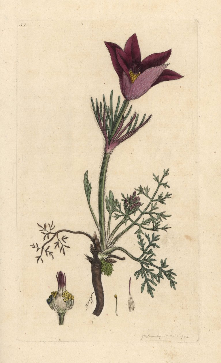 Anémone pulsatille, Anemone pulsatilla. Gravure à la main en couleur d
