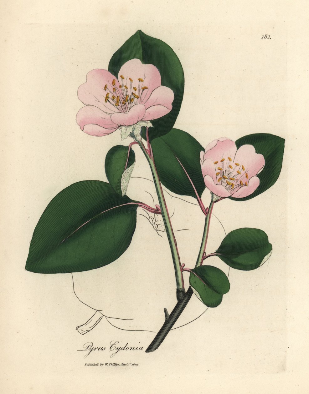 Cognassier à fleurs roses, Pyrus cydonia - James Sowerby