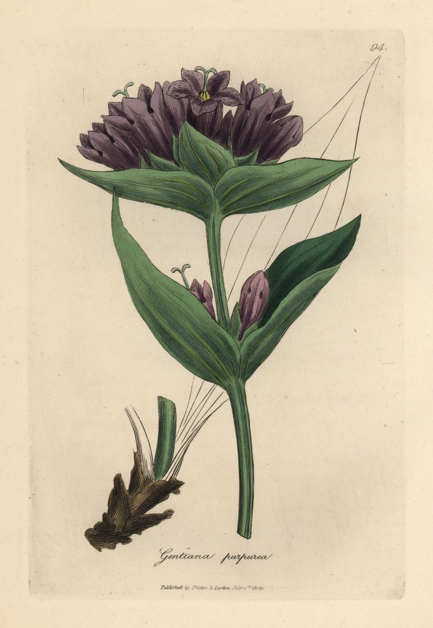 Gentiane pourpre, Gentiana purpurea - James Sowerby