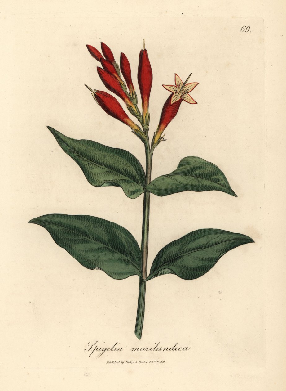 Spigélie du Maryland à fleurs écarlates, Spigelia marilandica - James Sowerby
