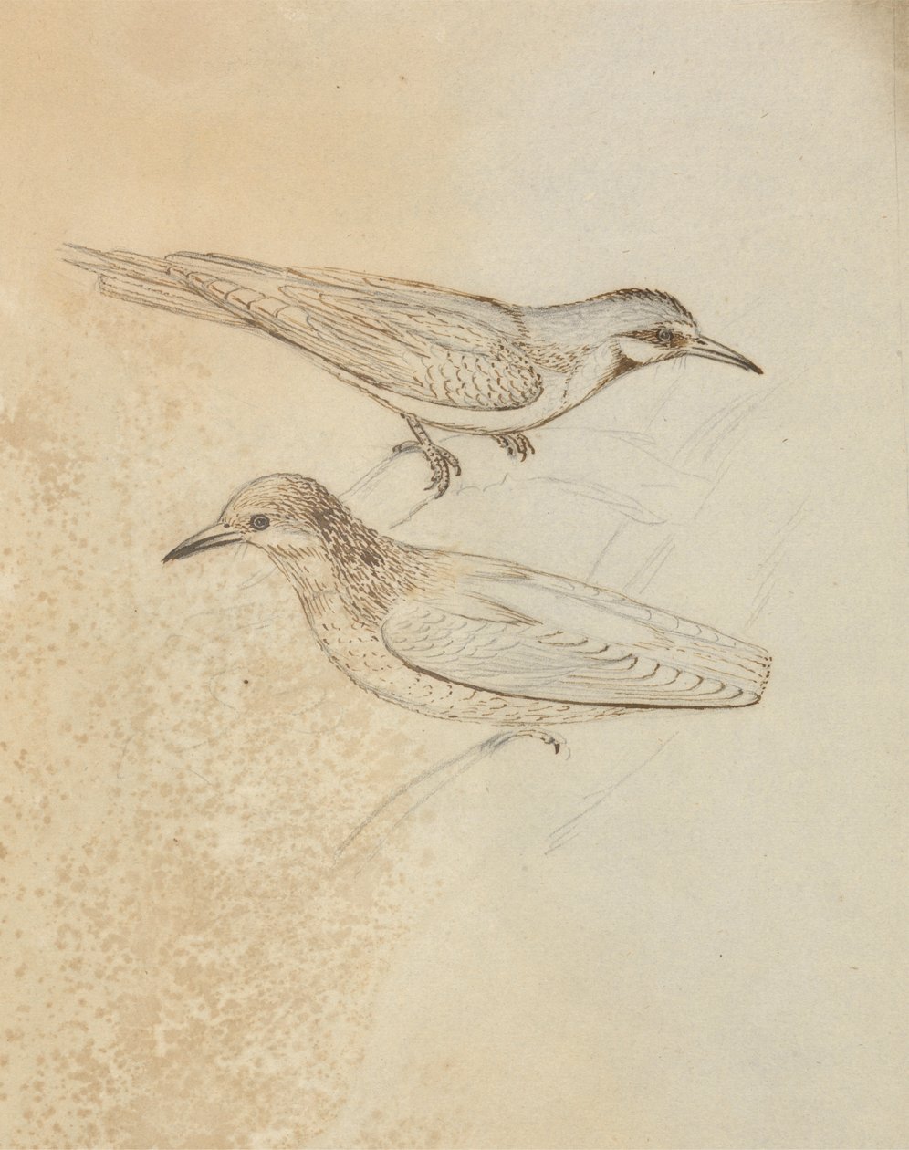 Deux grimpereaux ? - James Sowerby