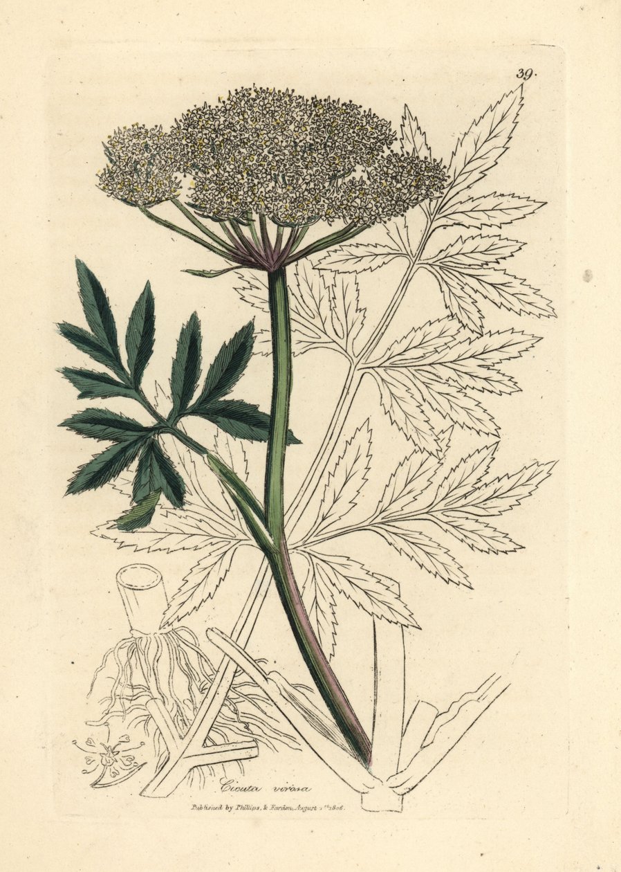 Ciguë aquatique à fleurs blanches, Cicuta virosa - James Sowerby