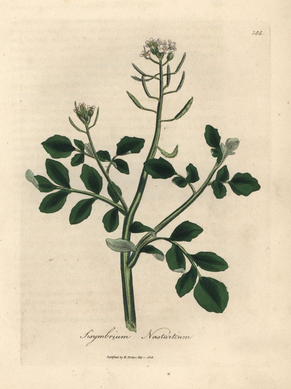 Cresson de fontaine à fleurs blanches, Sisymbrium nasturtium - James Sowerby