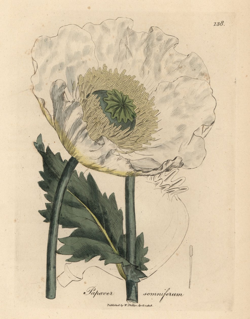 Pavot blanc, Papaver somniferum - James Sowerby