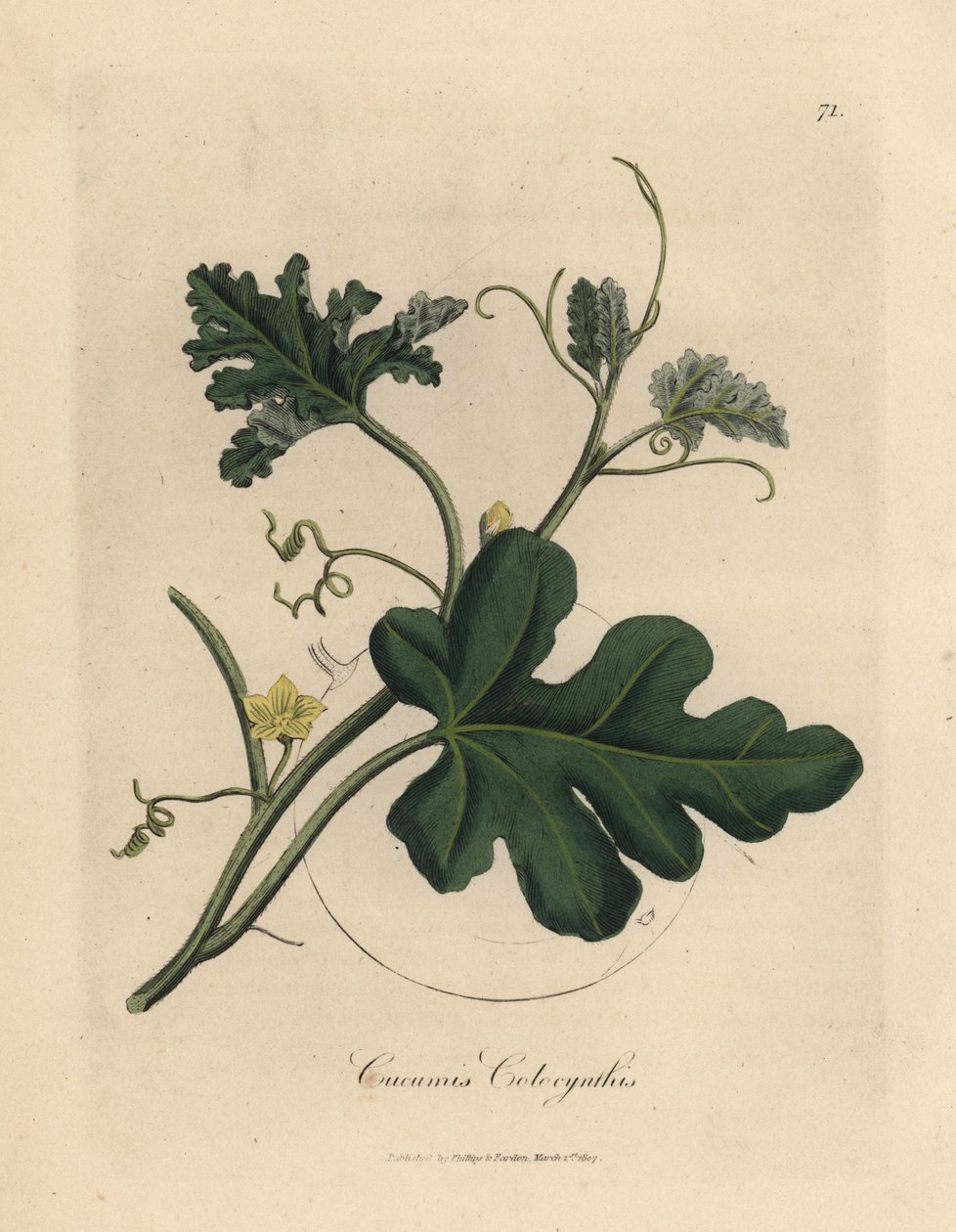 Concombre amer à fleurs jaunes, Cucumis colocynthis - James Sowerby
