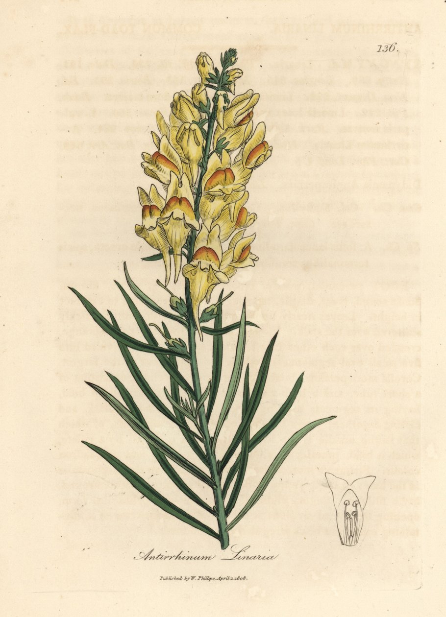 Muflier jaune, Antirrhinum linaria - James Sowerby