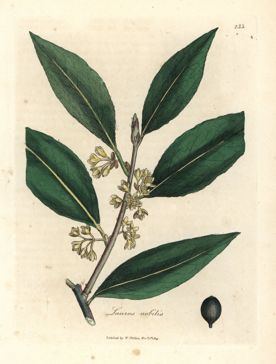 Feuilles de laurier à fleurs jaunes, Laurus nobilis - James Sowerby