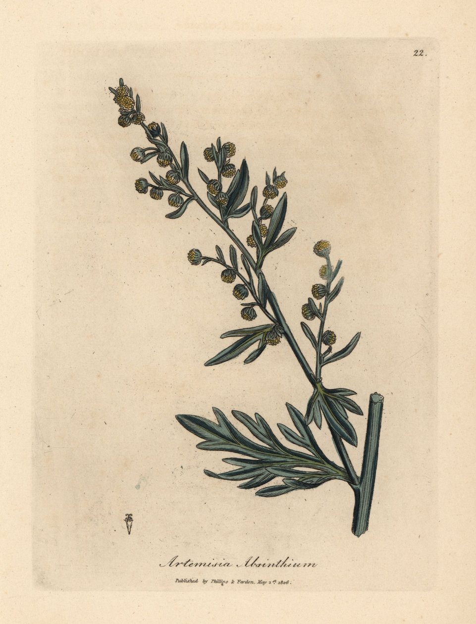 Absinthe à fleurs jaunes, Artemisia absinthium - James Sowerby