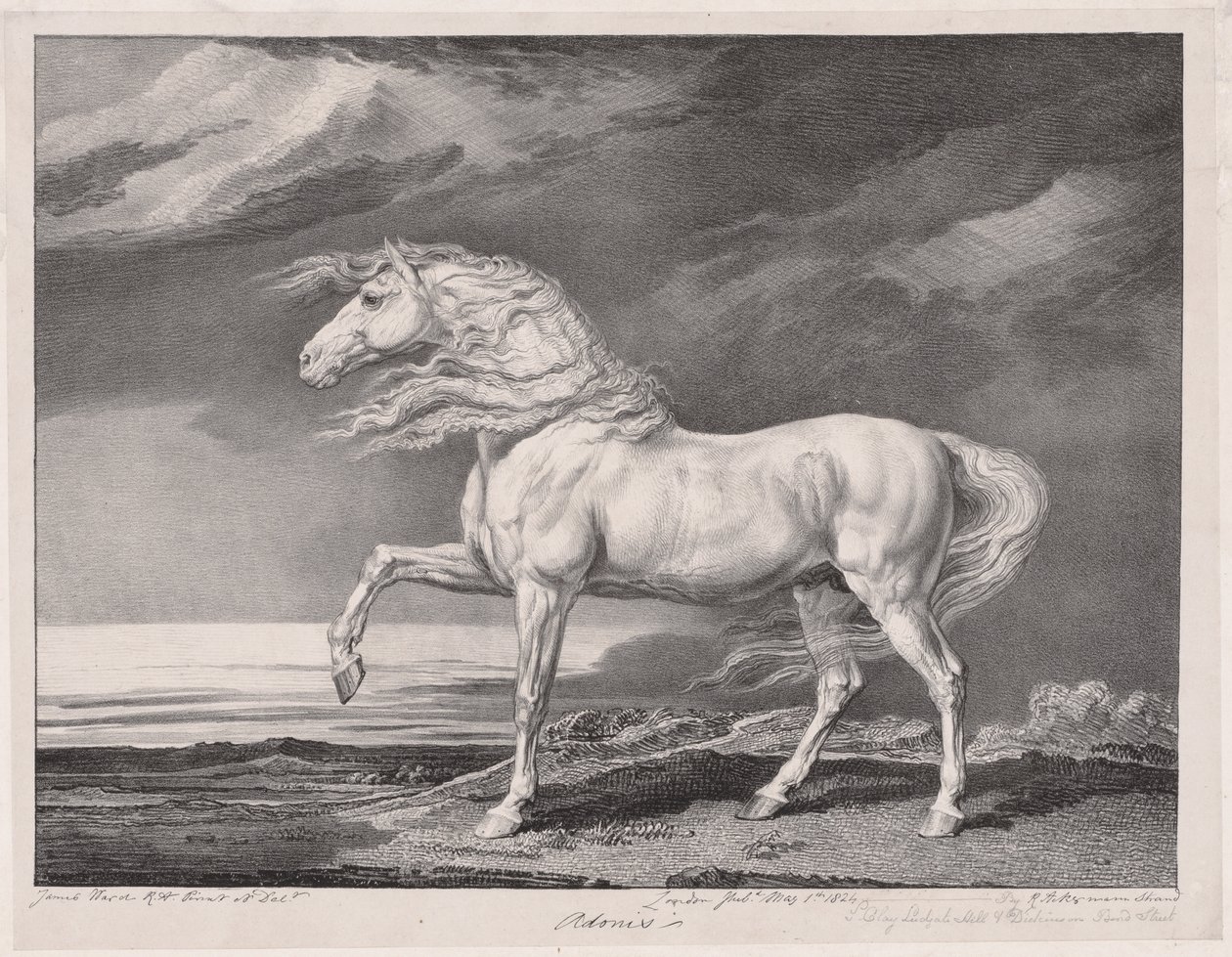 Quatorze chevaux célèbres : Adonis - James Ward