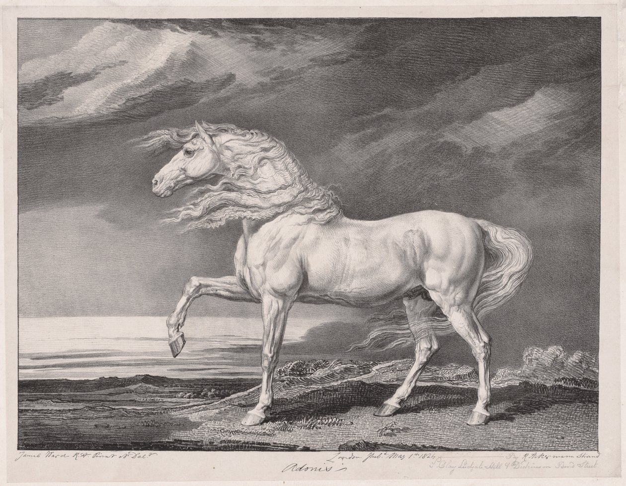 Quatorze Chevaux Célèbres : Adonis, 1824 - James Ward