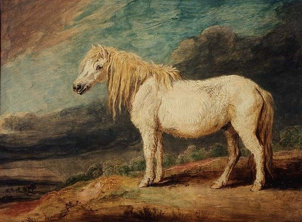 Poney Shetland - James Ward