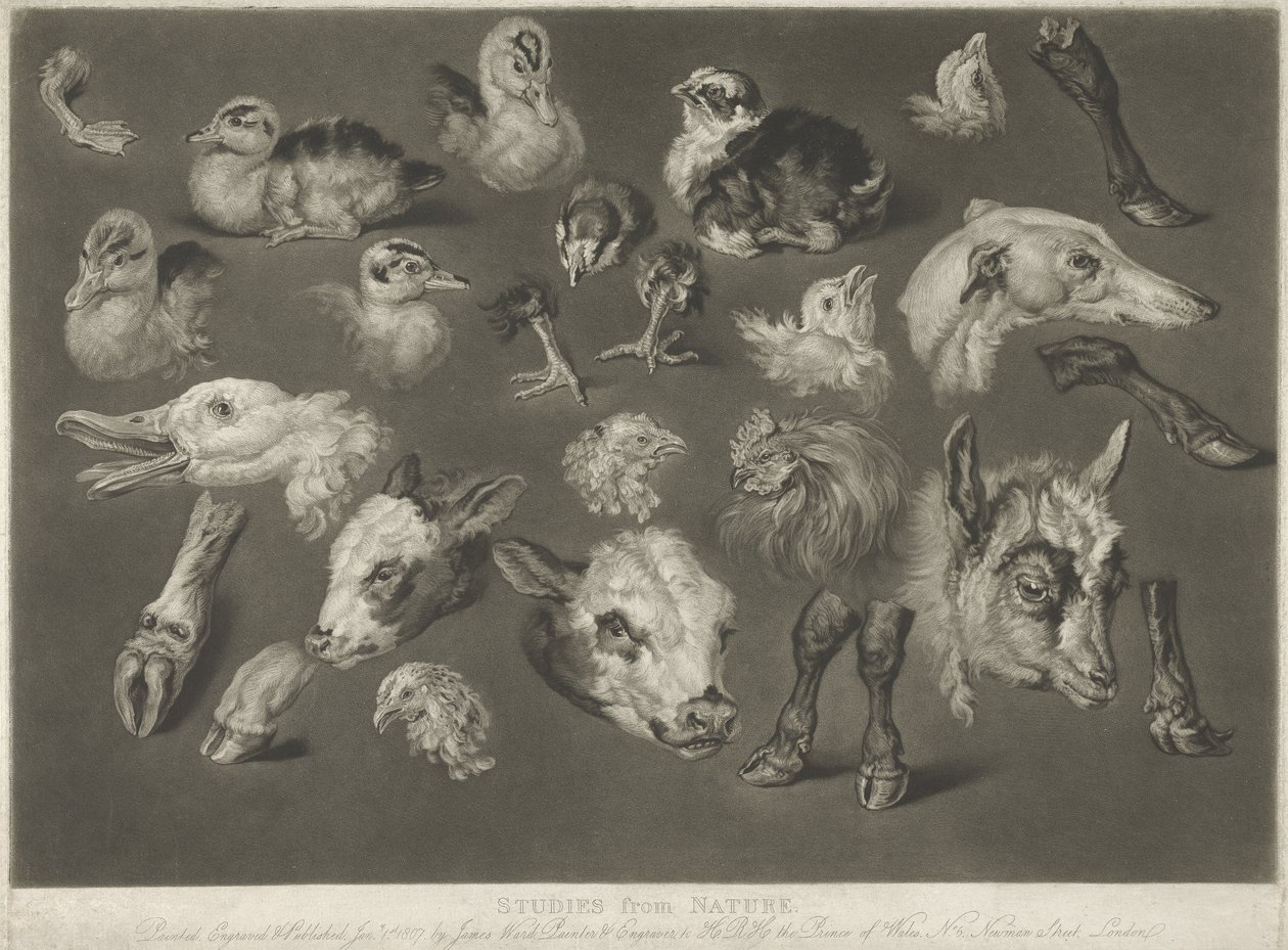 Études de la nature, 1807 - James Ward