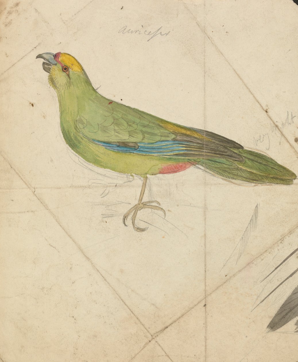 Un perroquet - James de Carle Sowerby