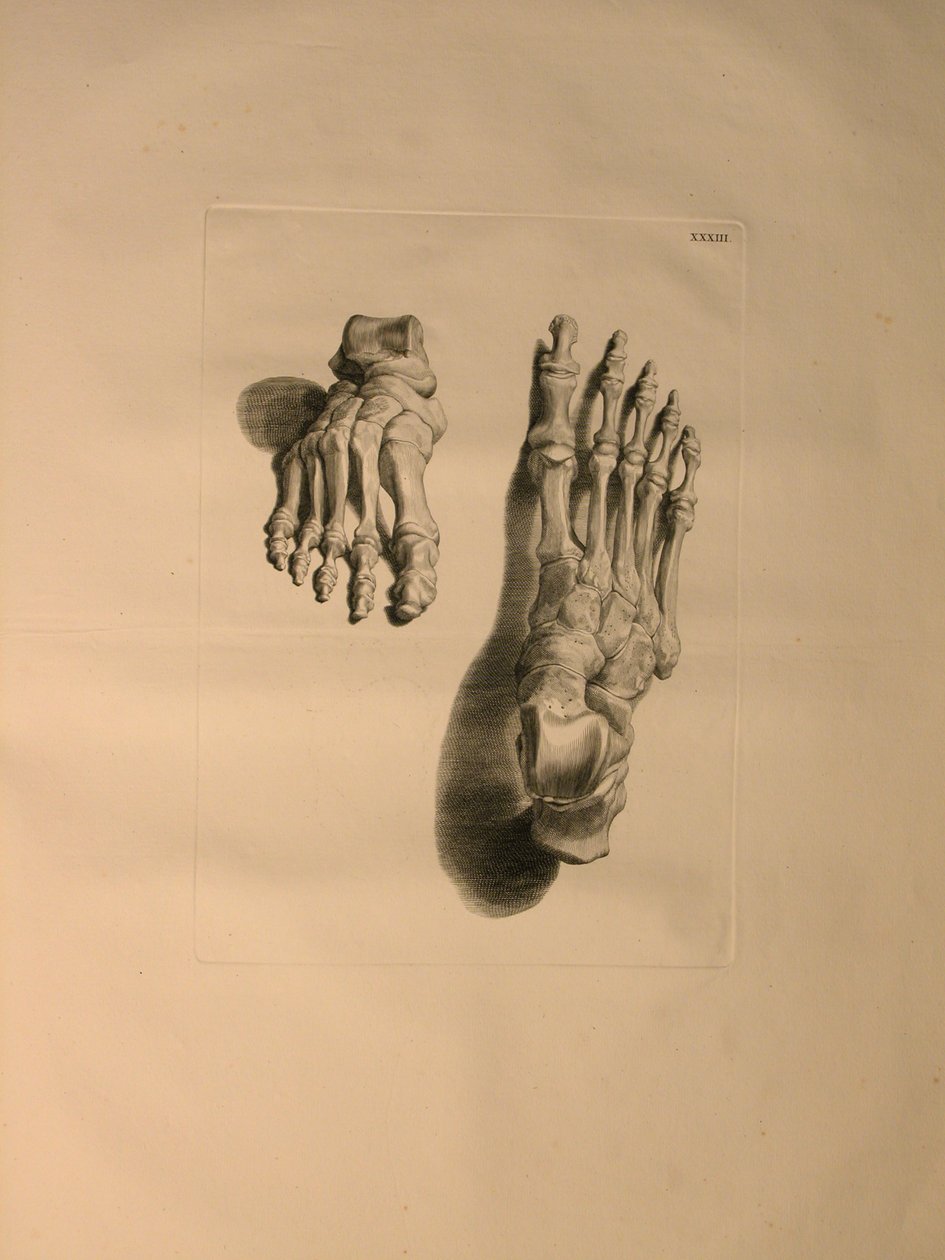 Albinus II, Pl. XXXIII : Squelette d