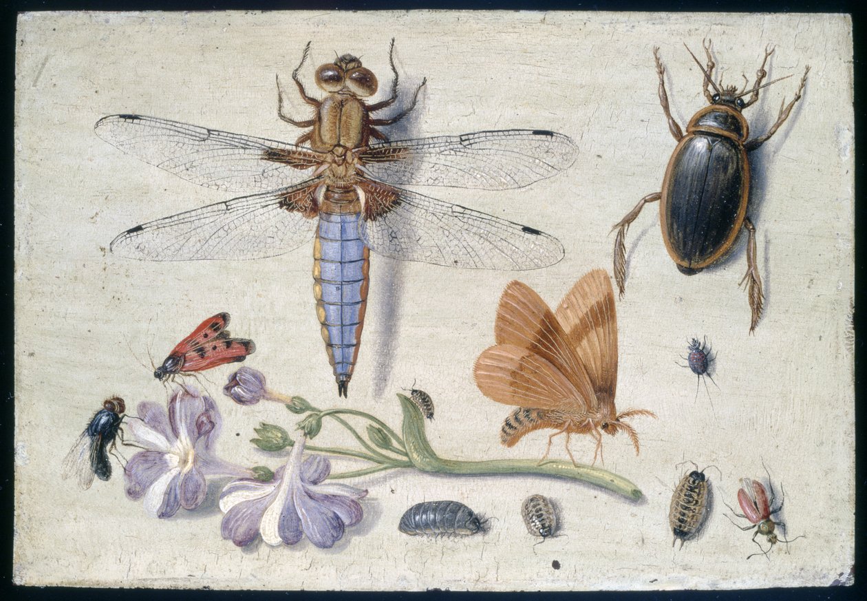 Un hanneton, un coléoptère, des cloportes et d