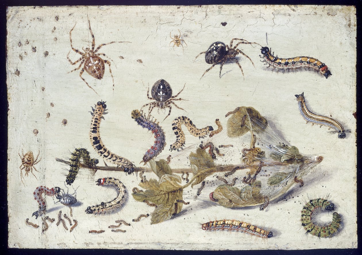 Diverses araignées et chenilles, avec une branche de groseille, début des années 1650 - Jan van Kessel the Elder