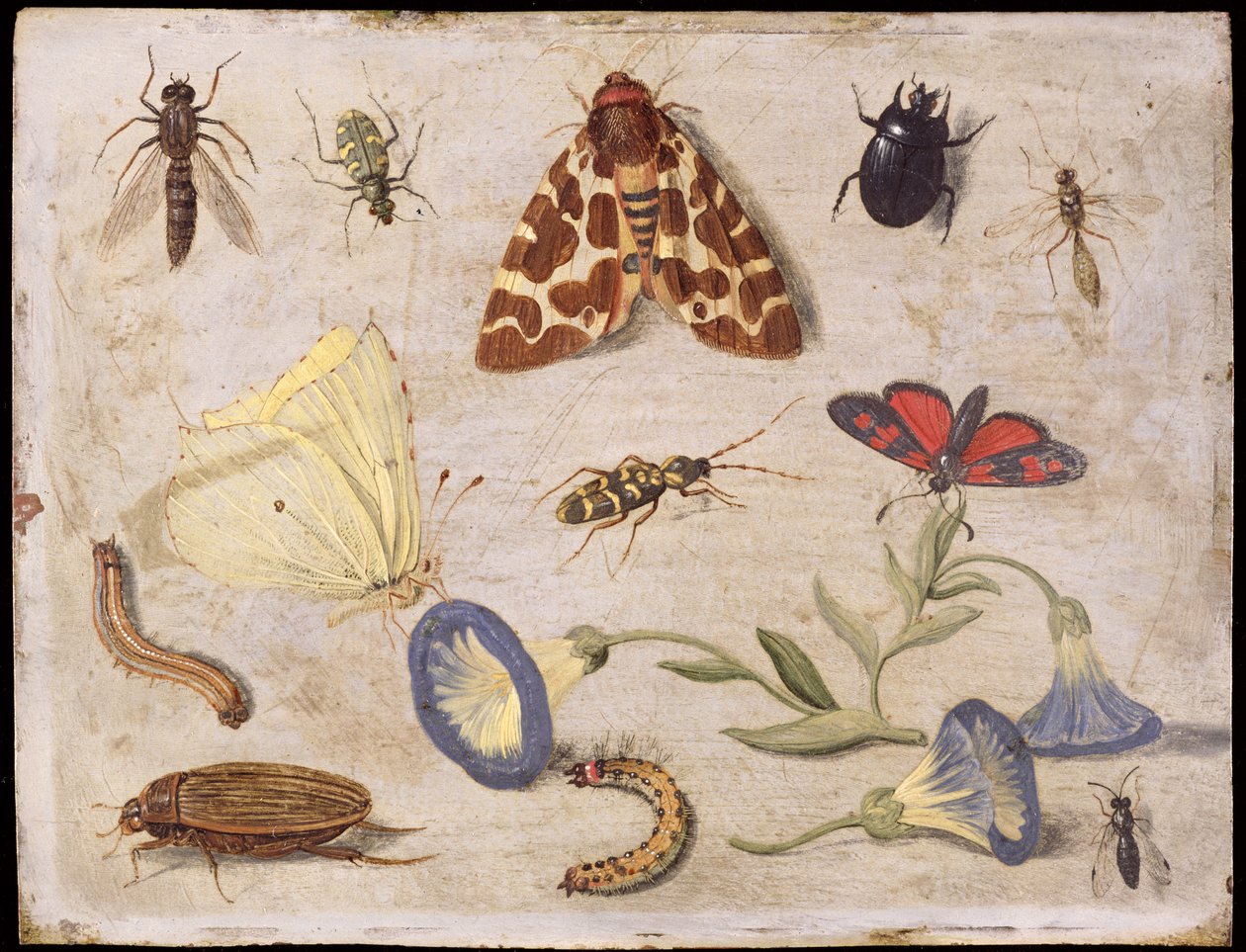 Insectes - Jan van Kessel the Elder