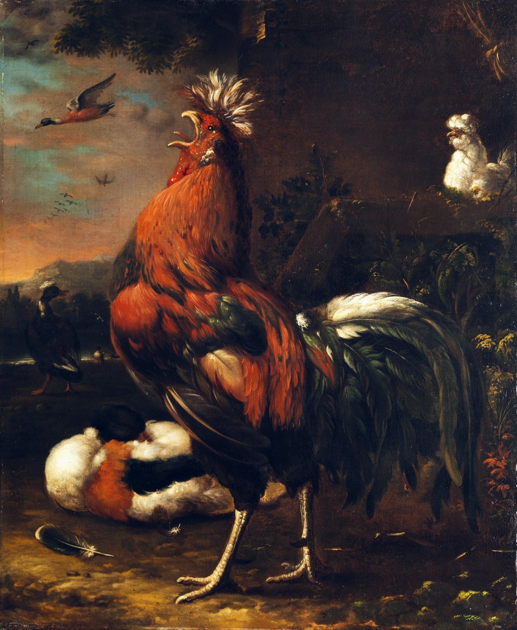 Coq fier - Jan van Oolen