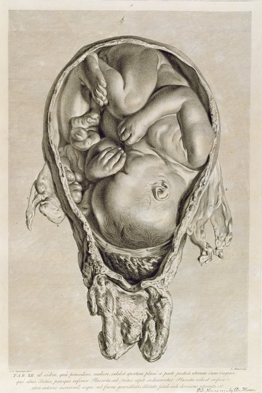 Dessin anatomique d