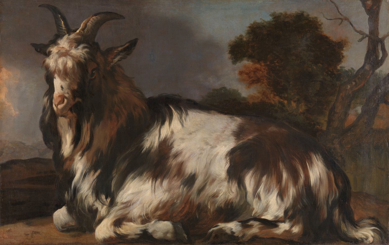 Chèvre couchée - Jan Baptist Weenix
