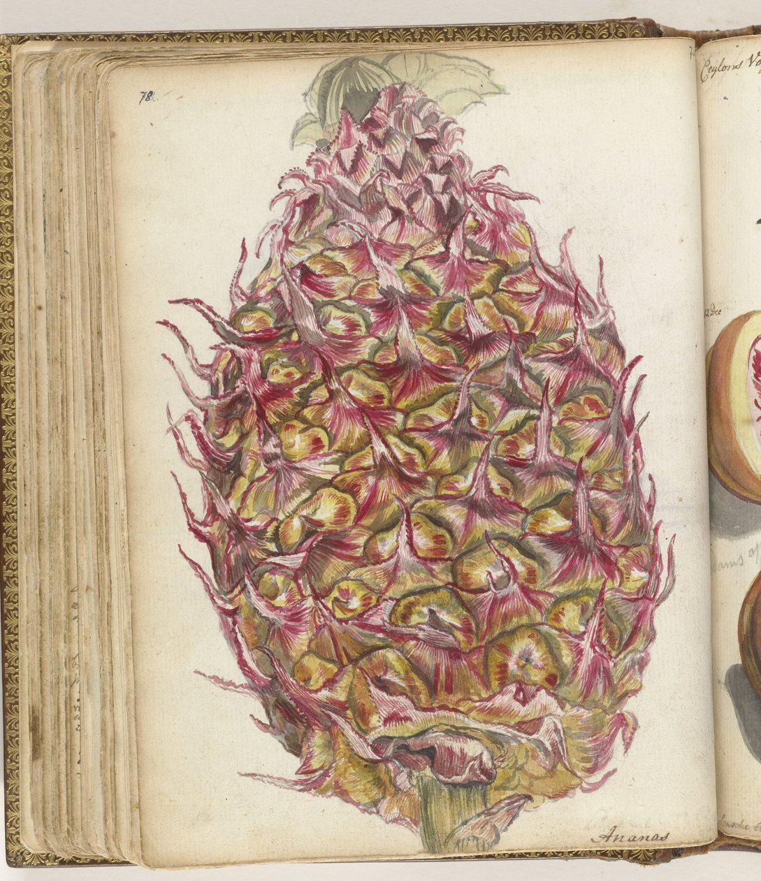 Ananas - Jan Brandes